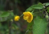 黄色い花「カラスノゴマ」