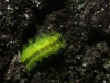 ヒロヘリアオイラガの幼虫