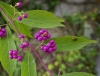 鮮やかな紫色の果実（コムラサキシキブ）