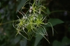 仙人草（センニンソウ）の白いヒゲ