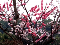 梅の赤い花と白い花が同居