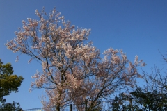 エドヒガン系の桜（長与町八反田公園）