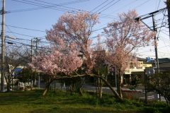 ヒガンザクラ系の桜（長与町八反田公園）