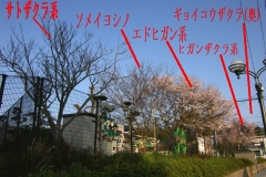 長与町八反田公園の桜たち