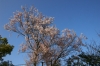 エドヒガン系の桜（長与町八反田公園）