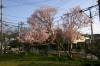 ヒガンザクラ系の桜（長与町八反田公園）