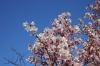 ヒガンザクラ系の桜（長与町八反田公園）