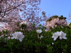 つつじと桜