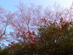 つつじと桜②