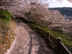 桜散る