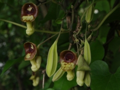 珍しいオオバウマノスズクサの花