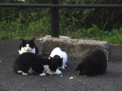 琴ノ尾岳の子猫たち