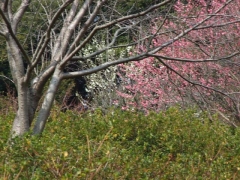 中尾城公園にて