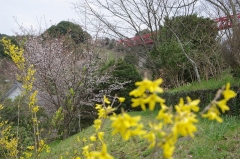 中尾城公園のヤマザクラ