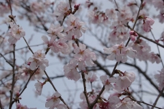 コヒガン系の桜