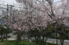 八反田公園最初の桜