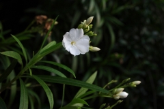 キョウチクトウの白花