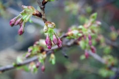 開花直前のつぼみ