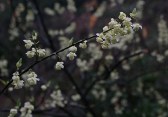 アオモジの花