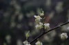 アオモジの花②