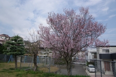 青葉台西公園のヤエベニヒガン