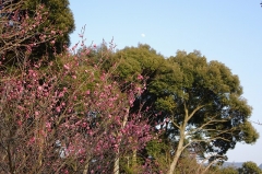 早くも紅梅開花