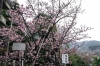 満開のカンザクラ（長崎市西山神社）