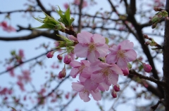 堂崎鼻の三分咲きカワヅザクラ