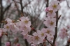 ケイオウザクラ系の桜
