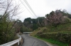 東高田町営団地上の桜並木