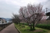 ケイオウザクラ系の桜