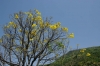 ブラジルの国樹“イッペイ”（コガネノウゼン）