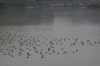 中山ダムが冬鳥でいっぱい！