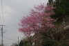 早咲き桜「ミヤビ」が満開です。（長崎技術専門高等校付近20140320）