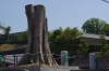ケヤキの巨木モニュメント（長与町吉無田郷「のぞみの杜」）