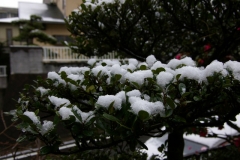 積雪したハマヒサカキ