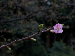 カワヅザクラの開花一番の花？