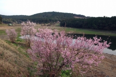 ケイオウザクラ（大村市野岳湖）