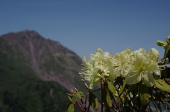 ヒカゲツツジ（雲仙・野岳山頂）