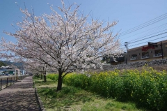 シロガラシとソメイヨシノ（高田駅）