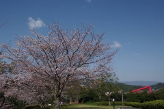 中尾城公園のソメイヨシノ①