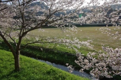 時津町中山ダムのソメイヨシノ