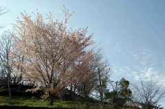 中尾城公園のヤマザクラ