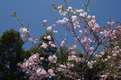 オモイガワ①（中尾城公園）