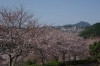 中尾城公園のソメイヨシノ③