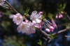 オモイガワ②（中尾城公園）