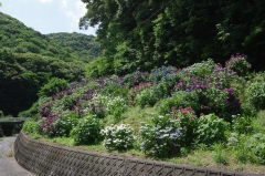 アジサイ群落（サニ－タウン下の沢沿い