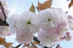 神代曙桜