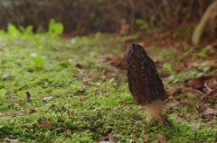 ﾄｶﾞﾘｱﾐｶﾞｻﾀｹ01e（長崎県民の森・森林館20130331）